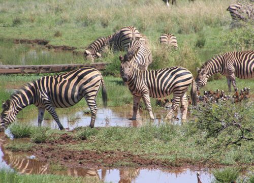 6 Day Tanzania Lodge Safari Tarangire,Serengeti, Ngorongoro crater and lake  Manyara