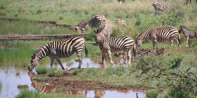 6 Day Tanzania Lodge Safari Tarangire,Serengeti, Ngorongoro crater and lake  Manyara