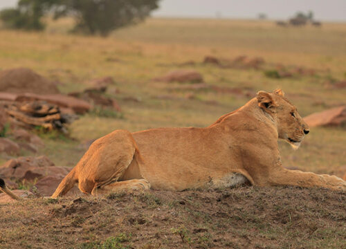 3 Day Tanzania Lodge Safari Tarangire and Ngorongoro Crater