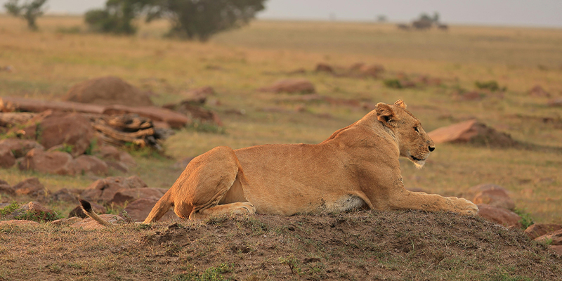 3 Day Tanzania Lodge Safari Tarangire and Ngorongoro Crater
