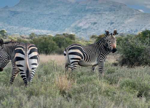 5 Day Tanzania Lodge Safari Lake Manyara, Serengeti and Ngorongoro