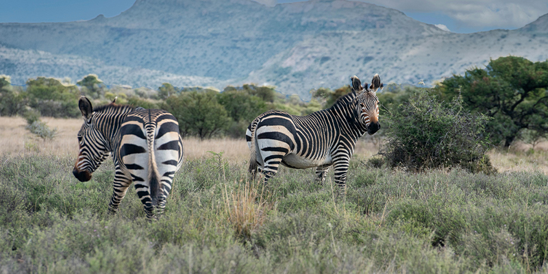 5 Day Tanzania Lodge Safari Lake Manyara, Serengeti and Ngorongoro