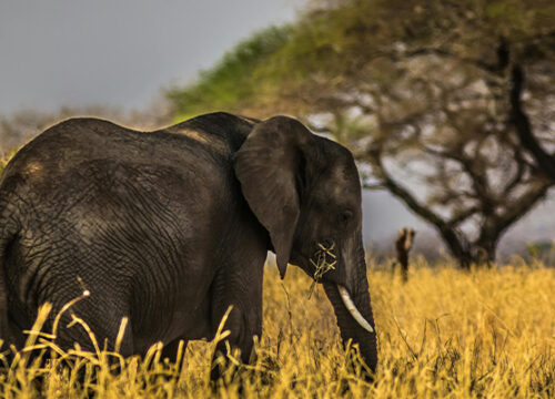 7 Day Tanzania Lodge Safari Lake Manyara, Serengeti, Ngorongoro And Tarangire
