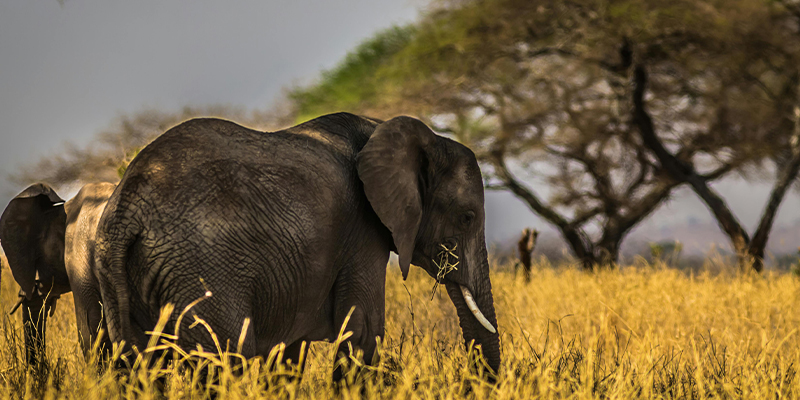 7 Day Tanzania Lodge Safari Lake Manyara, Serengeti, Ngorongoro And Tarangire