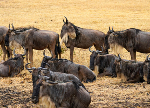 8 Day Tanzania Lodge Safari Wildebeest Migration