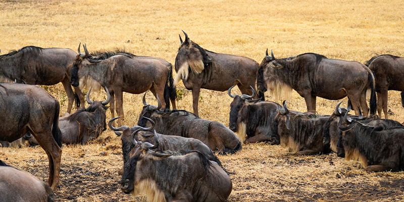 8 Day Tanzania Lodge Safari Wildebeest Migration
