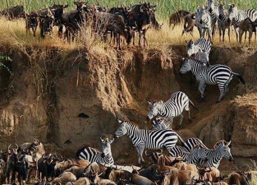 8 Day Tanzania Camping Safari Wildebeest Migration