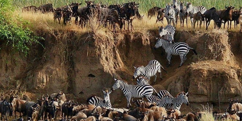 8 Day Tanzania Camping Safari Wildebeest Migration