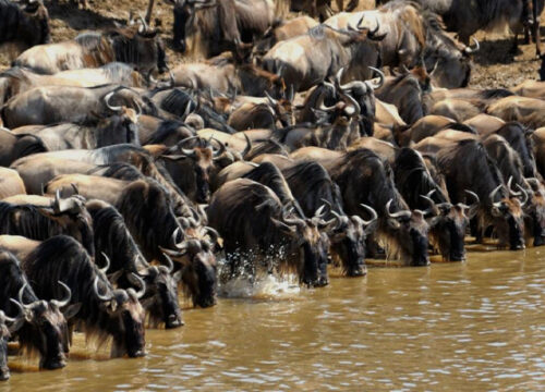 9 Day Tanzania Budget Camping Safari Wildebeest Migration