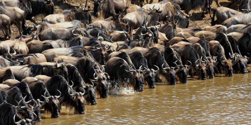 9 Day Tanzania Budget Camping Safari Wildebeest Migration