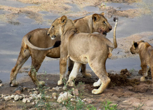 4 Day Tanzania Camping Safari Serengeti and Ngorongoro Crater