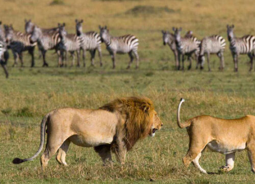 4 Day Tanzania Lodge Safari Tarangire, Serengeti And Ngorongoro Crater