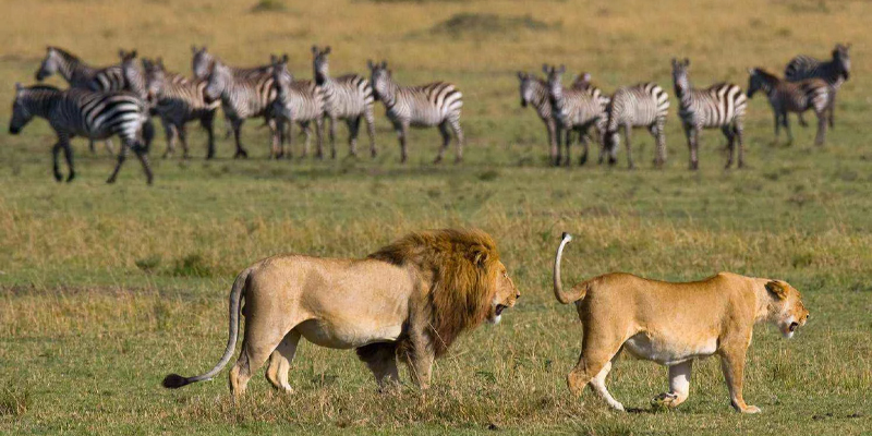 4 Day Tanzania Lodge Safari Tarangire, Serengeti And Ngorongoro Crater
